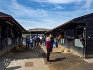 PN170422-180 - Paul Nicholls Stable Visit